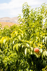 Wall Mural - peach tree in orchard and view of mountain
