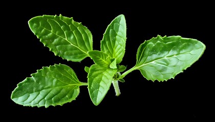 Poster - Vibrant green oregano leaves showcased against a sleek black backdrop