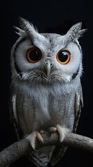 Poster - Close Up Portrait of a Perched Owl with Sharp Eyes