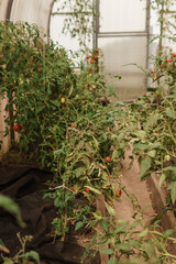 Tomatoes are hanging on a branch in the greenhouse. The concept of gardening and life in the country. A large greenhouse for growing homemade tomatoes.