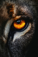 wild lion eye close up shot with dark colour background generated by AI