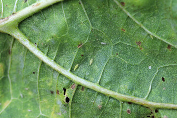 Wall Mural - Leafhoppers under sunflower leaf, nymphs, moults and adults. Insects, pests that suck the sap of crop plants.