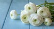 © olegganko - Delicate white ranunculus flowers arranged on a light blue wooden surface in a soft natural light