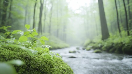 Serene Forest Stream Flowing Through Lush Green Woods with Sunlight Filtering Through Leaves, Creating a Peaceful Natural Atmosphere for Relaxation and Reflection