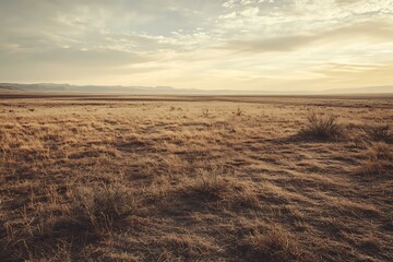 Canvas Print - Wide Open Field at Sunset in the Desert