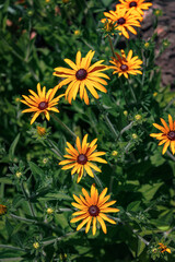 Wall Mural - Bright yellow rudbeckia flowers on a sunny day. Rudbeckia blooms with yellow flowers in the garden in summer. Floral background with large yellow rudbeckia flowers. Vertical image.