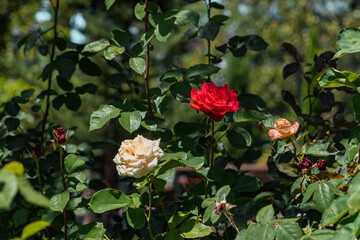 A rose on a background of green foliage. Roses blooming in the garden. Rose flowers on a bush in the garden. Roses in full bloom, in the garden against a background of green foliage.