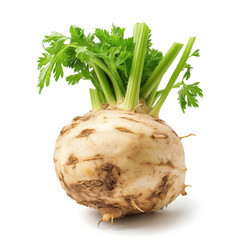 Poster - Celery Root Isolated