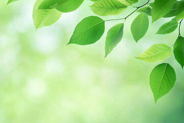 Wall Mural - fresh green leaves glistening in sunlight with a blurred greenery background during daytime