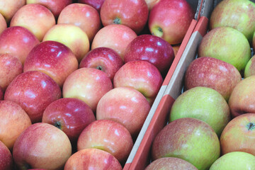 A crate of apples, some red and some green, is displayed in a store. The red apples are in the front of the crate, while the green apples are in the back