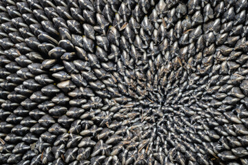 Poster - The image is of a cluster of black and white seeds, with some of them being larger than others. The seeds are arranged in a spiral pattern, with some of them overlapping each other