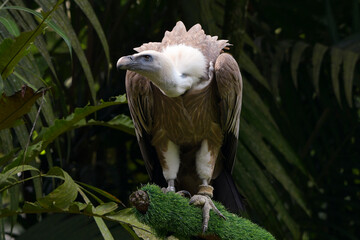 White-headed vulture perched on a tree