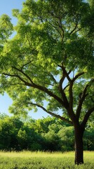 Wall Mural - Lush green foliage of a Chinese Pistache stands tall under a clear blue sky