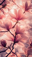 Wall Mural - Delicate magnolia flowers shine brilliantly against a dark background enhancing their beauty