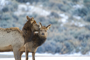 Elk baby and momma