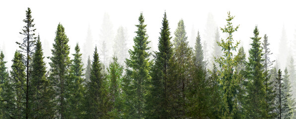 dark green straight fir and larch forest stripe on white