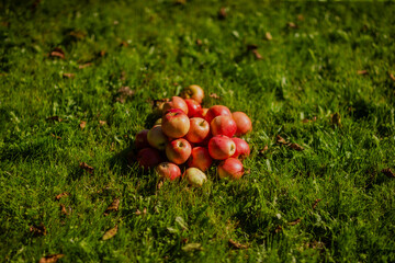 Big pile of tasty red apples in Europe. Fresh apples in early morning in green grass garden close up