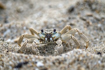 Poster - A close-up view of a tiny crab walking on a sandy beach during early morning light at a coastal location, showcasing its detailed features and natural habitat