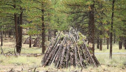 Fire Management in Forests: Burn Piles - Piles of logs and brush are set up and ready for controlled burning to manage prescribed burns and forest fires.