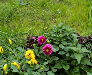 flowers in the garden