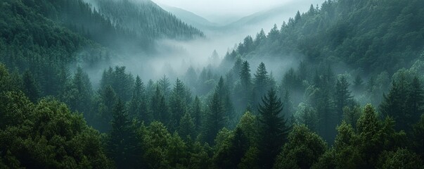 Poster - Aerial view of a misty pine forest 