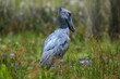 © Erich - Shoebill stork in the swamp area of Lake Victoria in Uganda