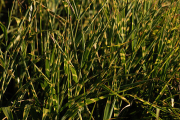 grass in the wind