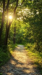 Wall Mural - Sun shining through the trees on a path in a lush forest