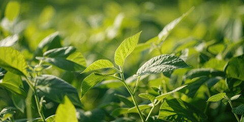 Wall Mural - Close-Up View of Soybean Plants in Cultivation with a Focus on Foliage