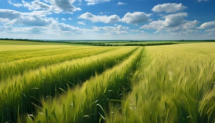 Wall Mural - breathtaking spring barley field under a clear blue sky