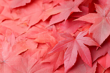 Wall Mural - vibrant red maple leaves scattered on the ground during autumn in a serene forest setting