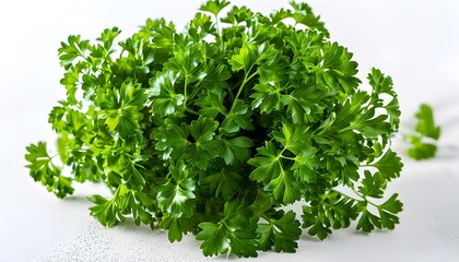 Wall Mural - Vibrant Fresh Organic Parsley Bunch on Crisp White Background Ideal for Gourmet Culinary Creations and Wholesome Recipes