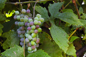 Double Grape Cluster 03