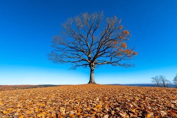 Aufkleber - A solitary barren tree in an autumnal landscape, with fallen leaves scattered on the ground beneath its bare branches