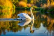 © DigitalArt Max - Serene swan glides along the tranquil river's glassy surface, its gentle feathers barely disturbing the stillness of
