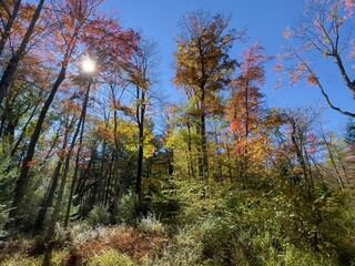 forest in autumn