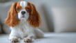 © frank29052515 - Gentle Cavalier King Charles Spaniel Portrait