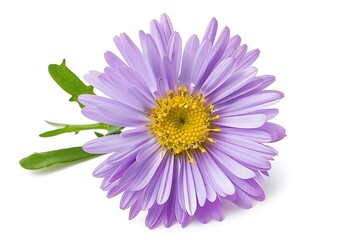 Aster Flower isolated on white background,