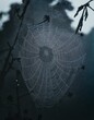 © Dariogd - a shadow of a spider's web on a rainy day in a garden