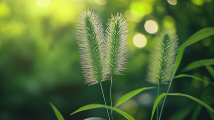 Aufkleber - Green foxtail grass growing in the meadow at sunset