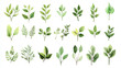 © suldev - This image showcases a variety of hand-drawn green leaf botanical illustrations, neatly ordered in rows