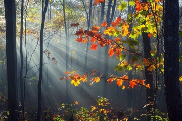 Wall Mural - a fall sunbeam breaking through a thick forest, casting light on the colorful fall leaves