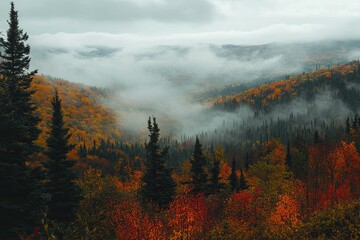 Wall Mural - a misty fall morning in the mountains, with fog rolling through a valley of autumn-colored trees