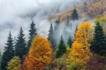 Wall Mural - season nature scene of a misty morning in the mountains, with trees transitioning to fall colors