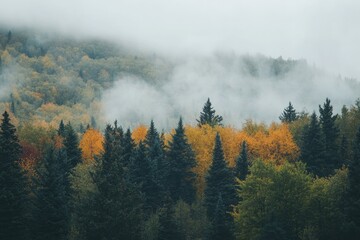 Wall Mural - season nature scene of a misty morning in the mountains, with trees transitioning to fall colors