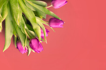 Bouquet of beautiful tulips on wooden background. Tulips on old boards