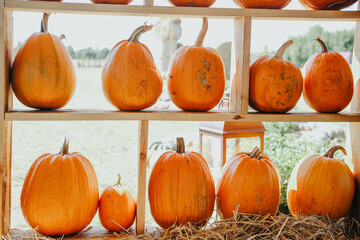 Bright orange pumpkins displayed on wooden shelves at a sunny farm during autumn harvest season