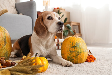 Wall Mural - Cute Beagle dog with autumn leaves, berries and pumpkins for Thanksgiving Day at home