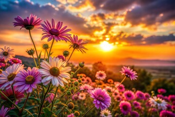 Poster - Vibrant pink and purple flowers at sunset during golden hour