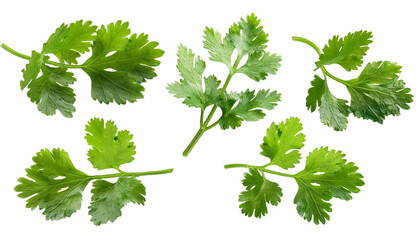 Set of coriander isolated on white background